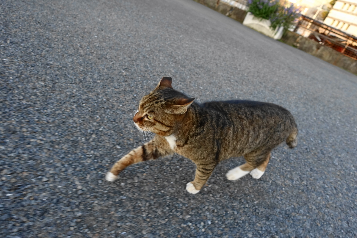 f:id:shigeo-t:20210328101144j:plain