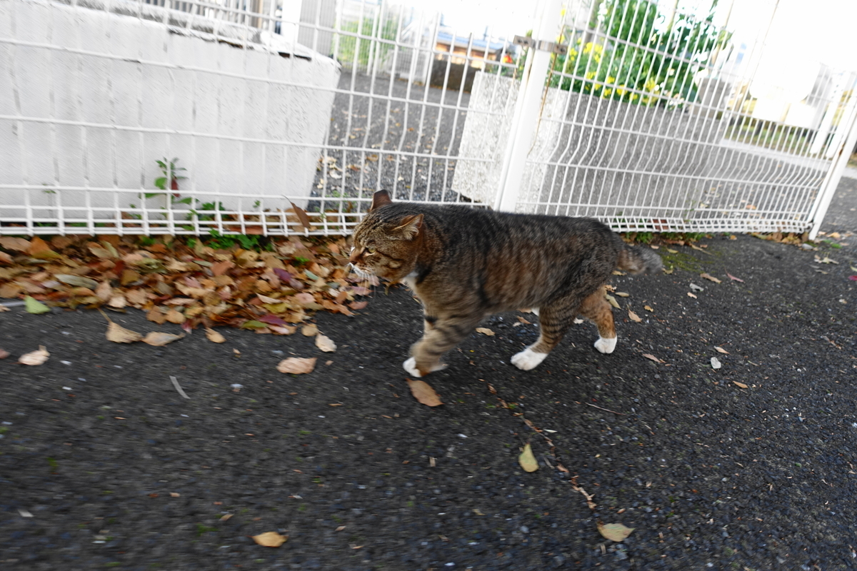 f:id:shigeo-t:20210330104320j:plain