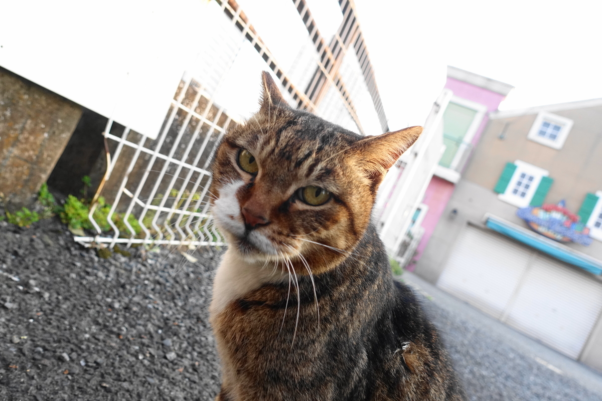 f:id:shigeo-t:20210330105544j:plain