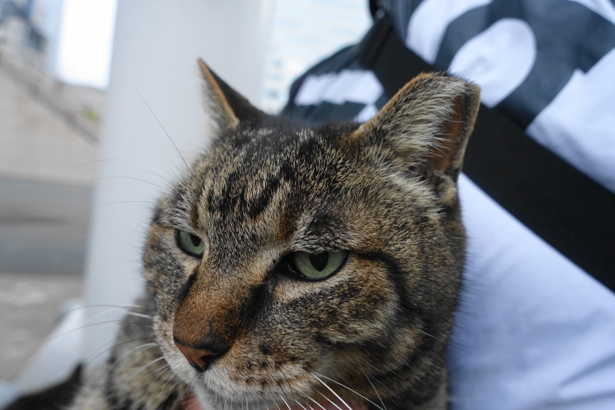 f:id:shigeo-t:20210331092857j:plain