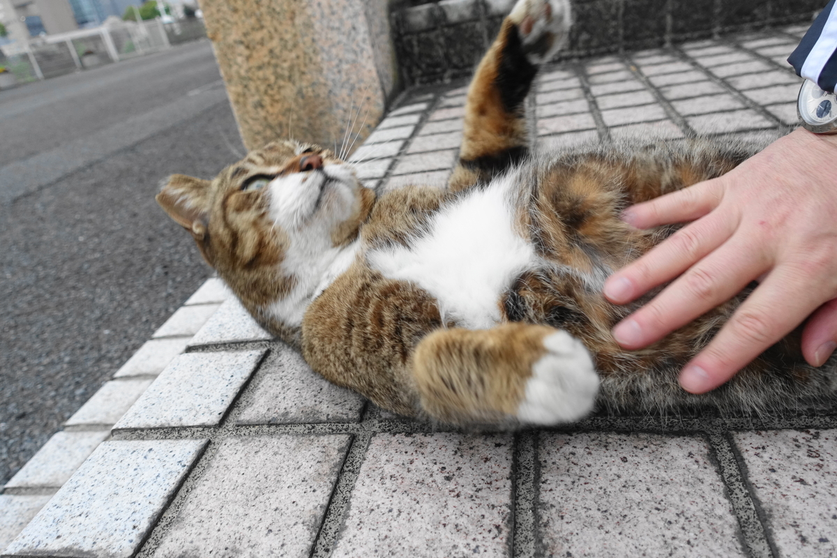 f:id:shigeo-t:20210331093023j:plain