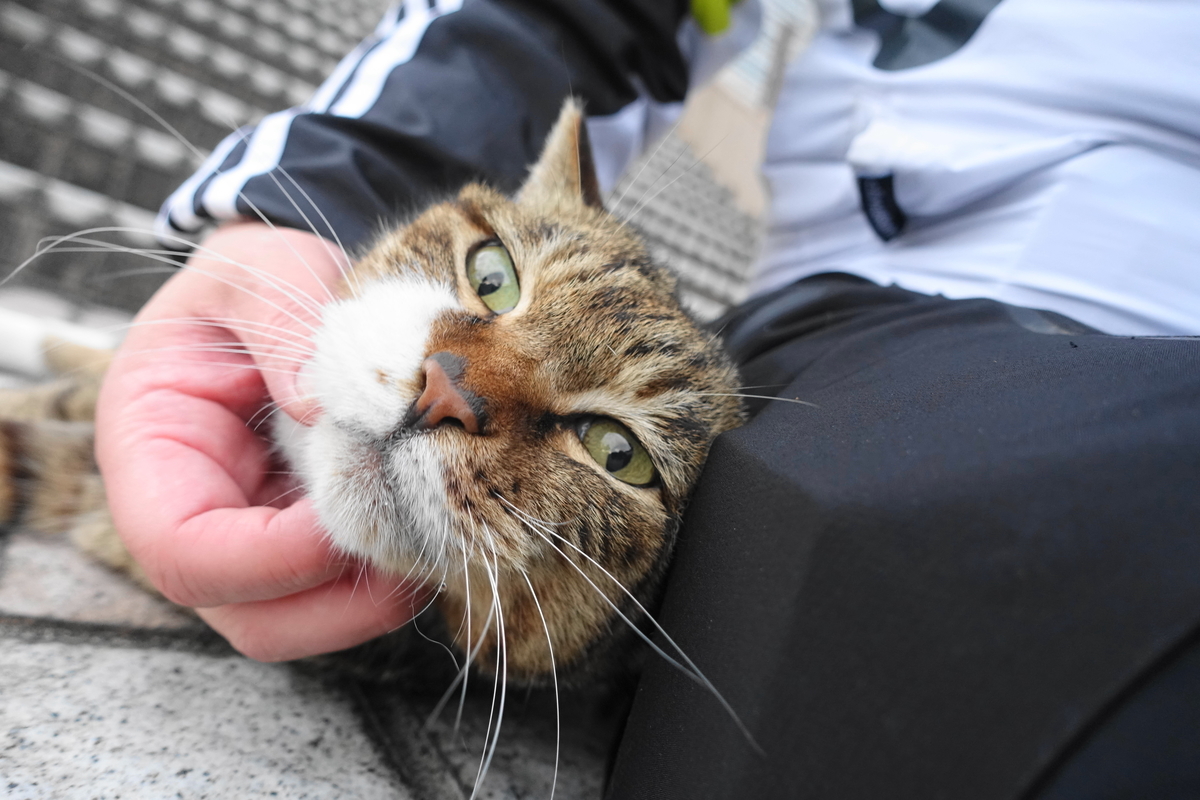 f:id:shigeo-t:20210331093032j:plain