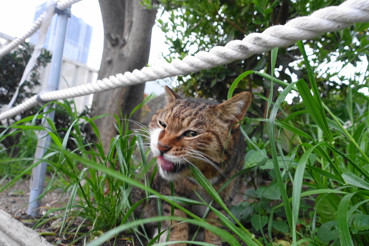 f:id:shigeo-t:20210331093304j:plain