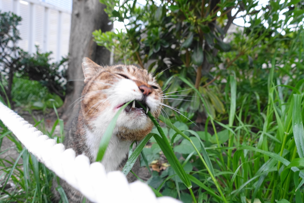 f:id:shigeo-t:20210331093348j:plain