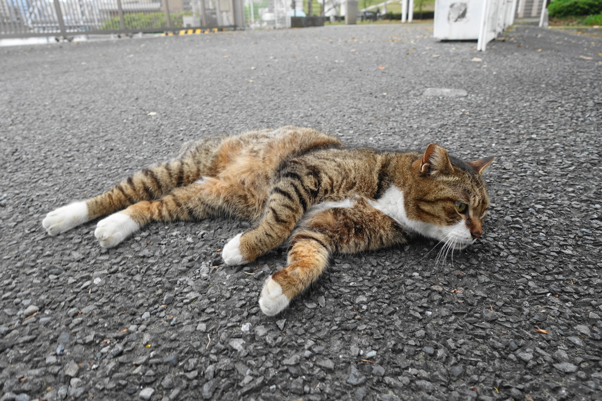 f:id:shigeo-t:20210331093442j:plain