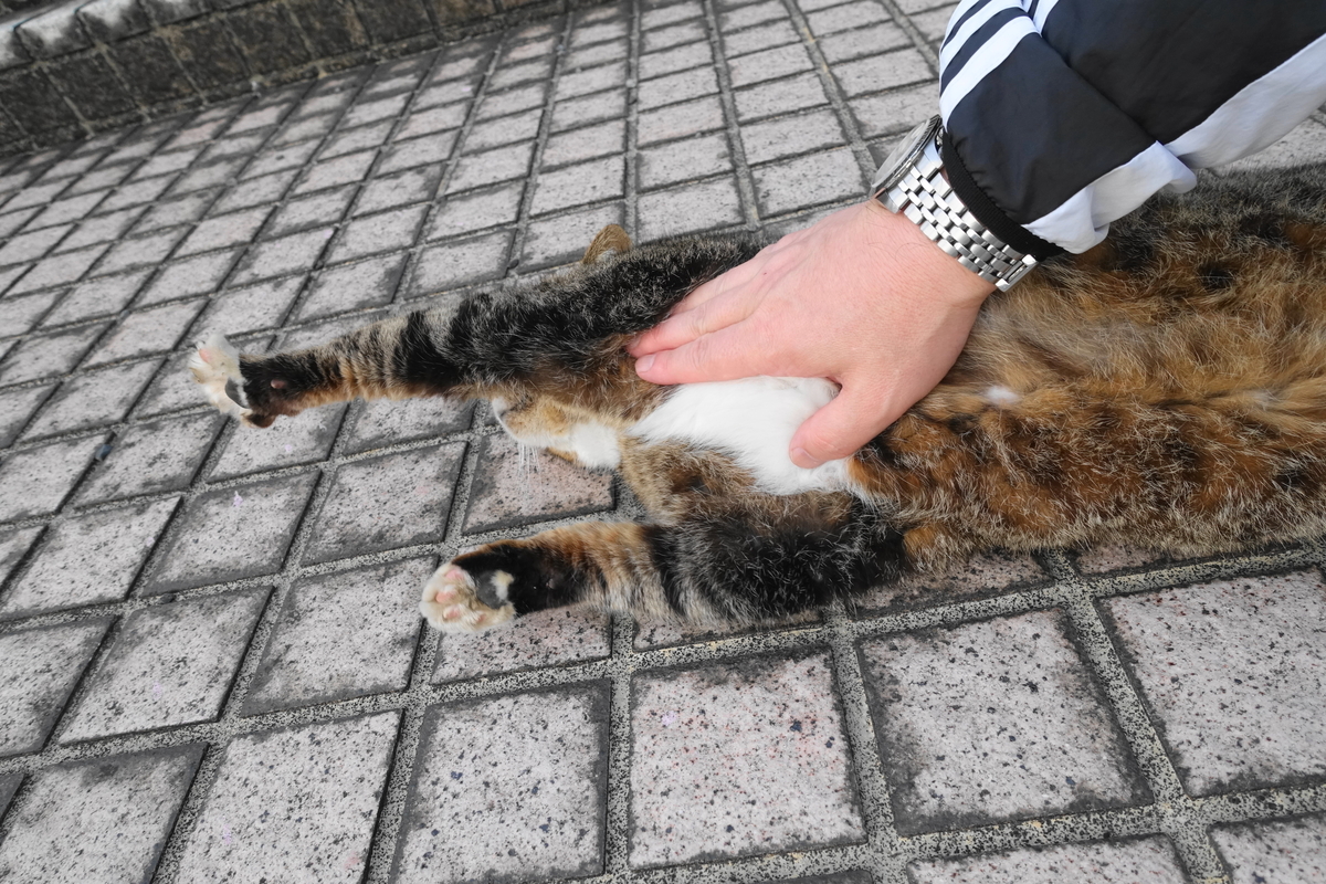 f:id:shigeo-t:20210331100945j:plain