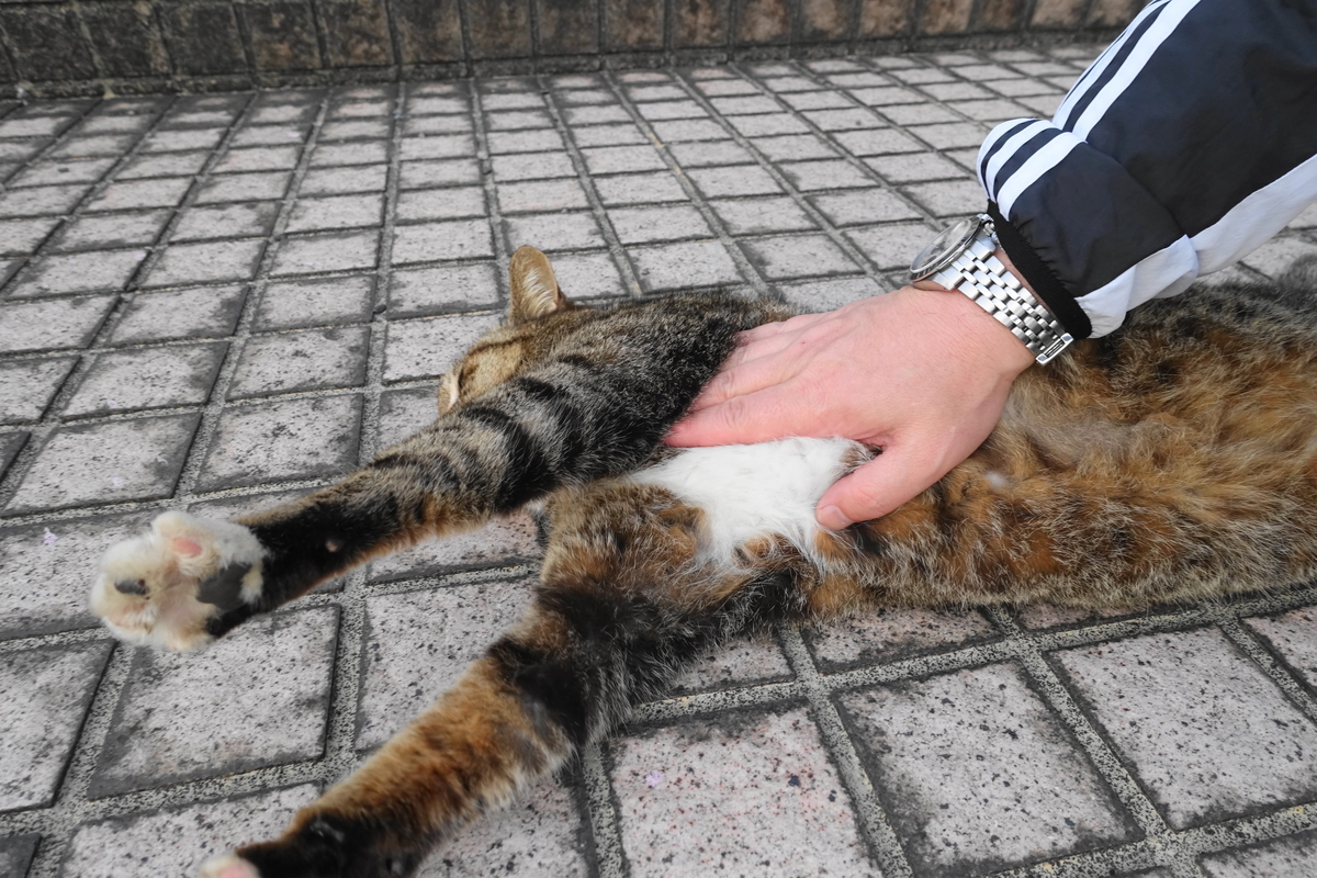 f:id:shigeo-t:20210331100956j:plain