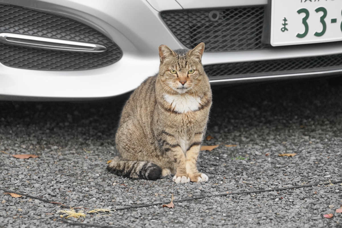 f:id:shigeo-t:20210331101532j:plain