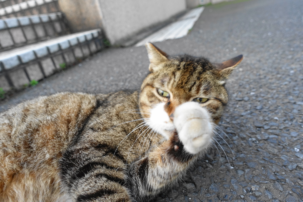 f:id:shigeo-t:20210331101619j:plain