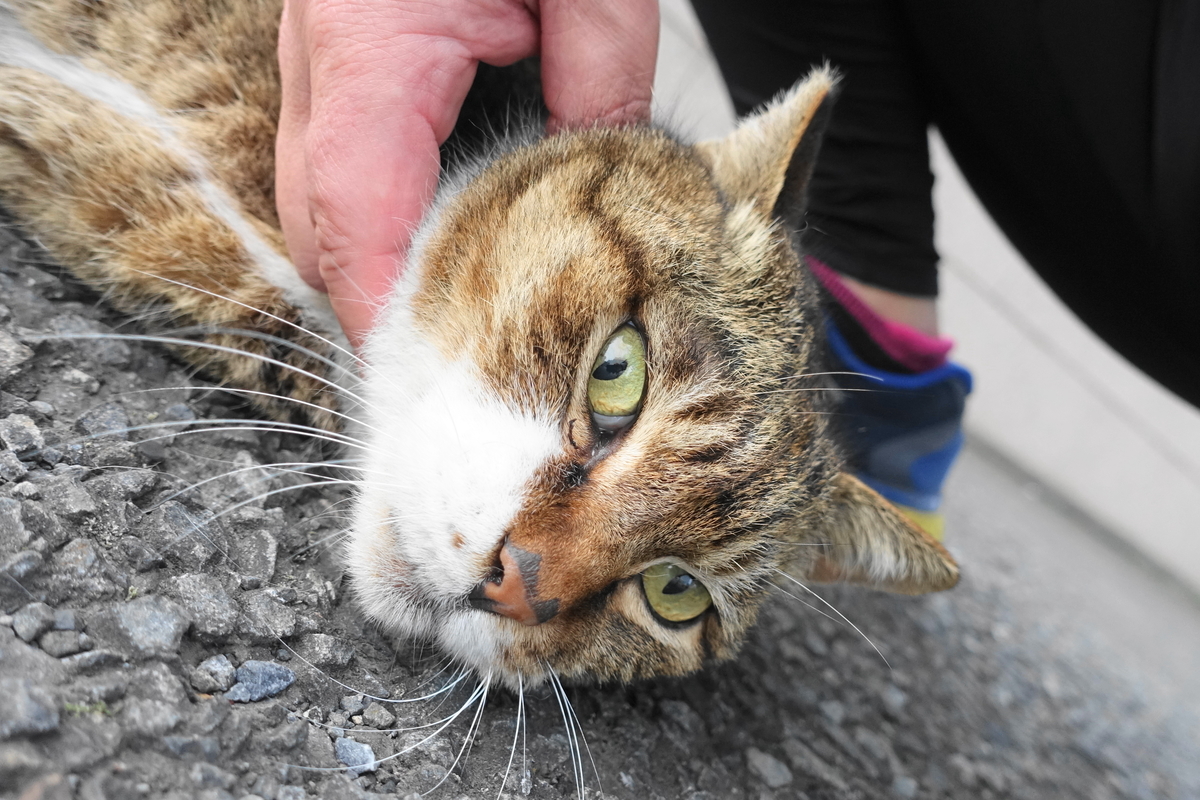 f:id:shigeo-t:20210331101644j:plain