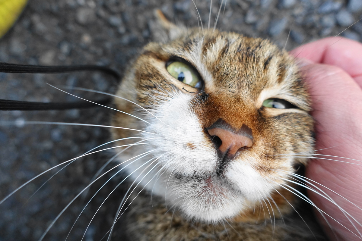 f:id:shigeo-t:20210331101728j:plain