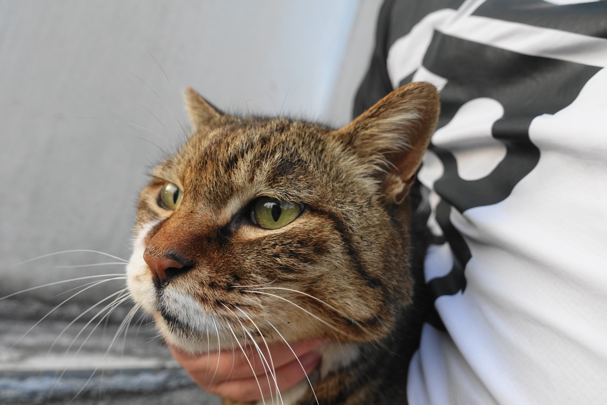 f:id:shigeo-t:20210331102256j:plain