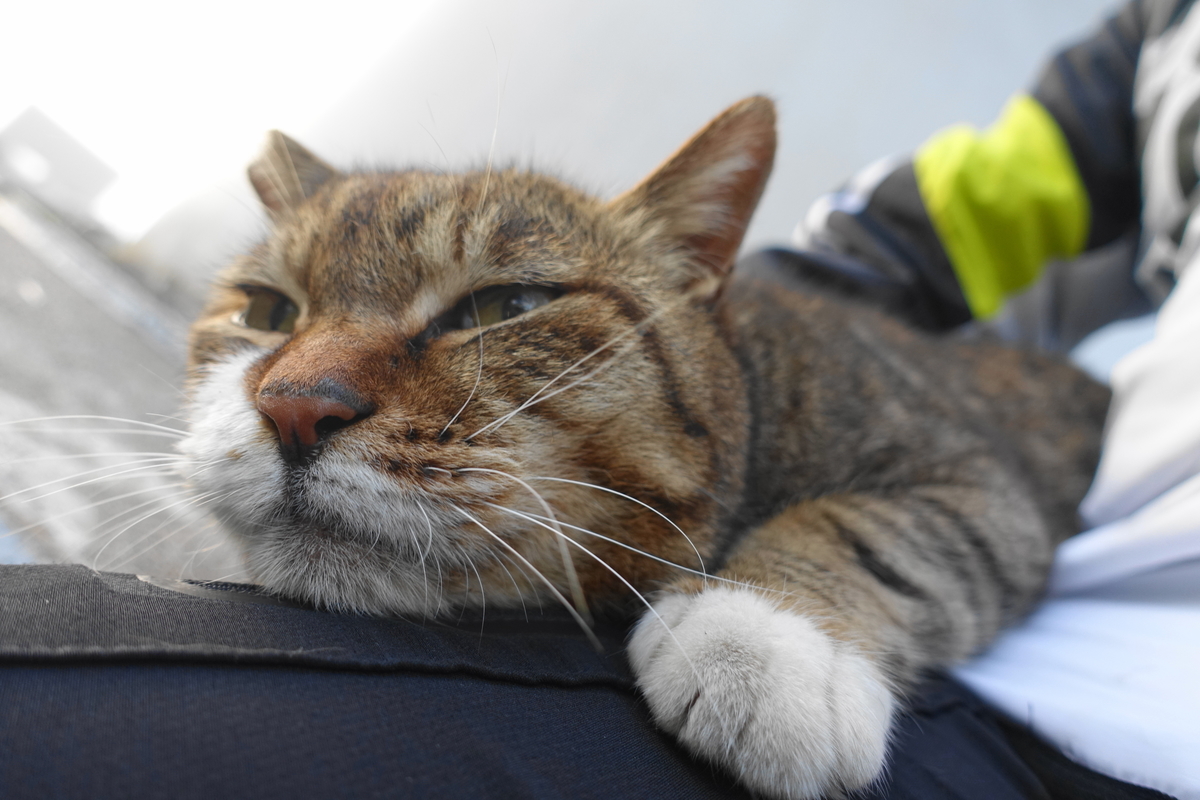 f:id:shigeo-t:20210331102309j:plain