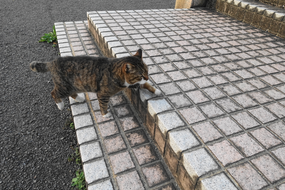 f:id:shigeo-t:20210331102613j:plain