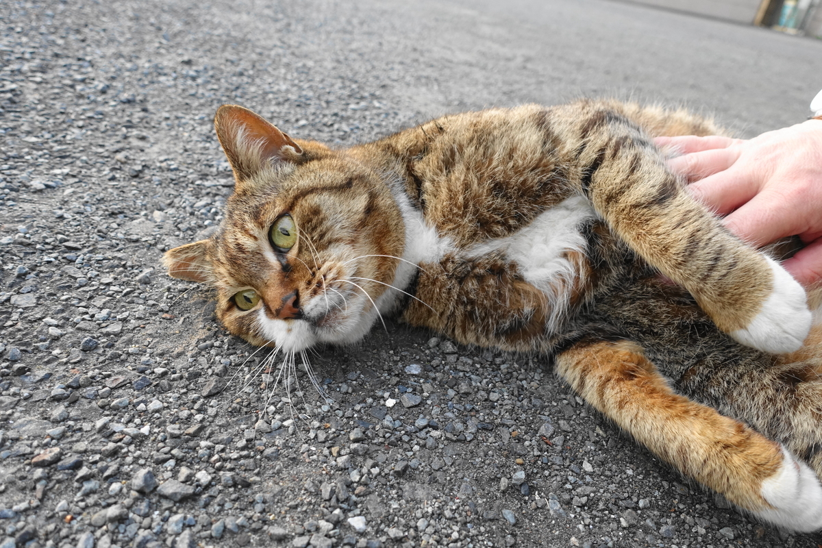 f:id:shigeo-t:20210331102841j:plain