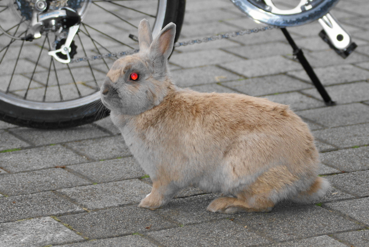 f:id:shigeo-t:20210331105108j:plain