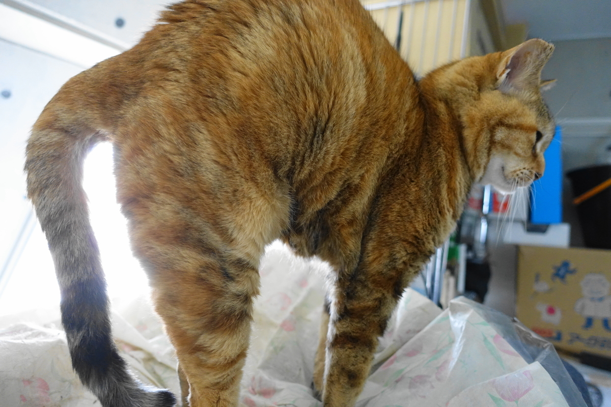 f:id:shigeo-t:20210406092149j:plain