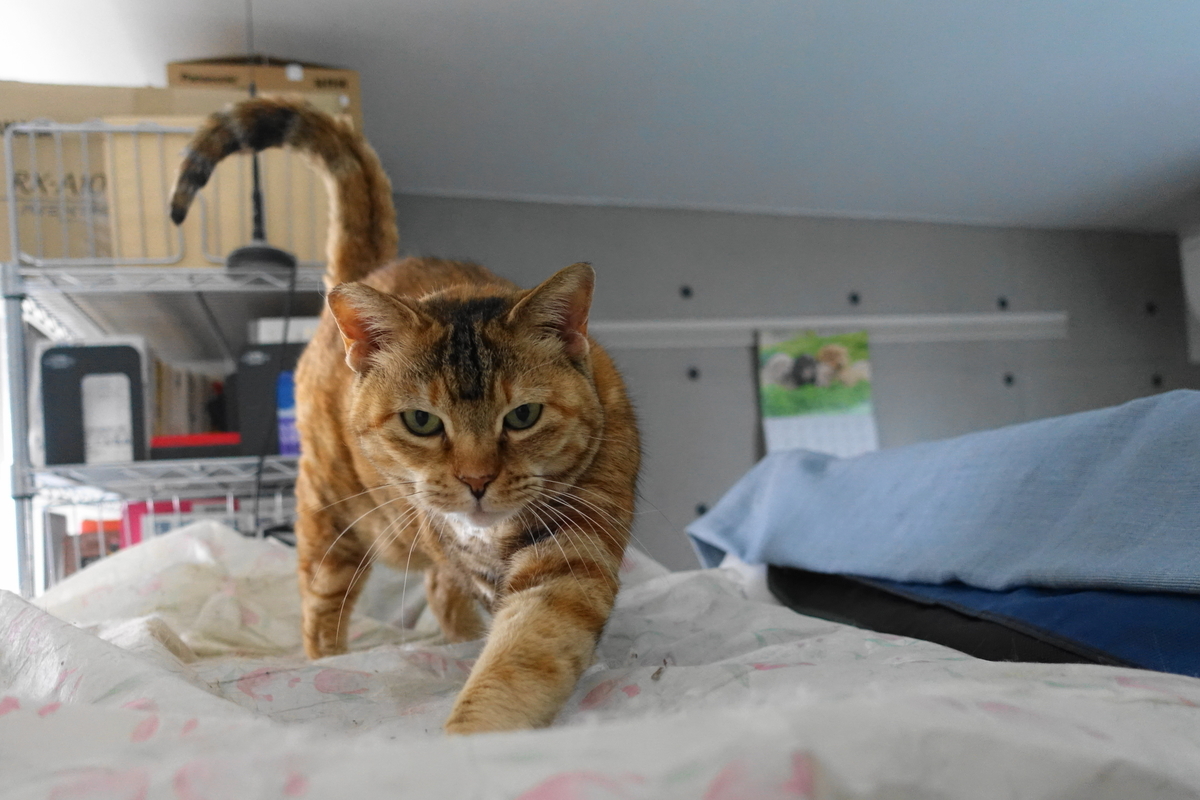 f:id:shigeo-t:20210406092221j:plain