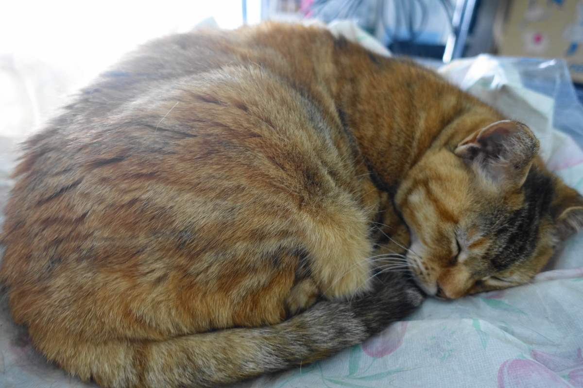 f:id:shigeo-t:20210406092420j:plain