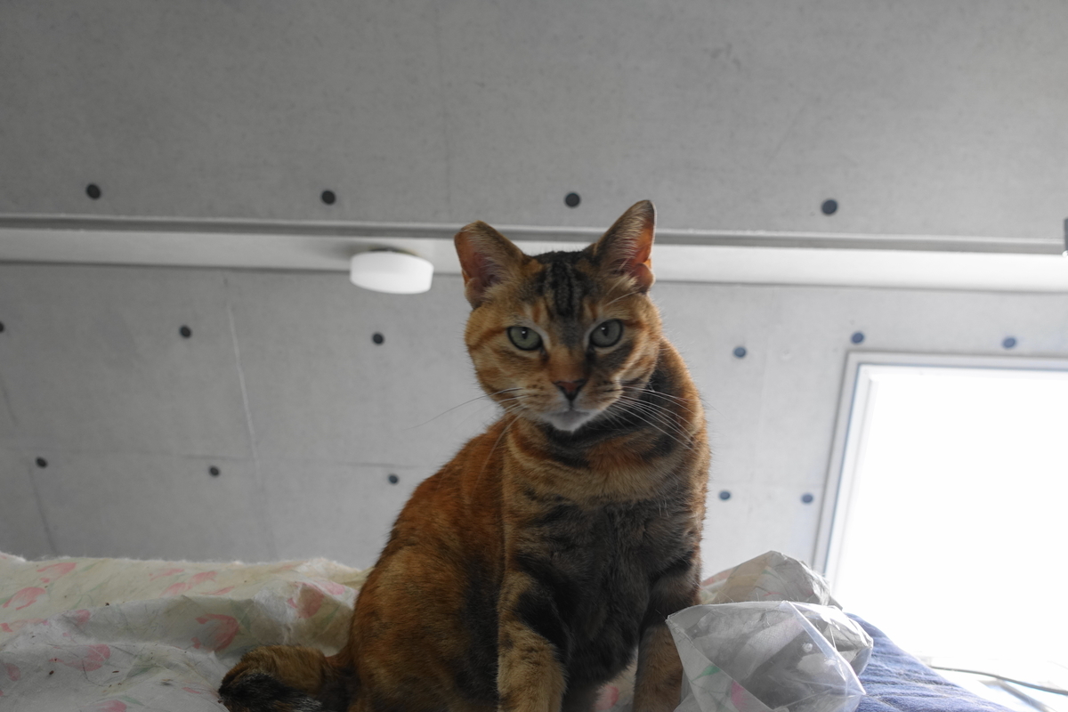 f:id:shigeo-t:20210406092446j:plain