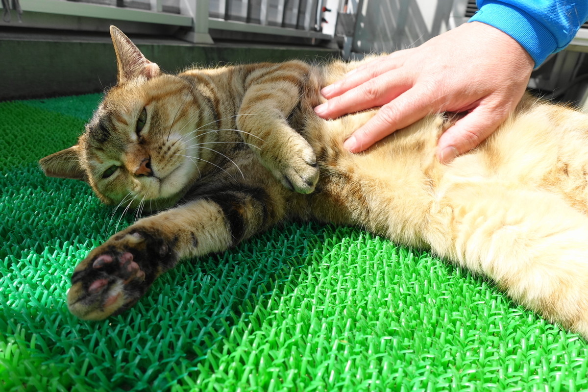 f:id:shigeo-t:20210406092849j:plain