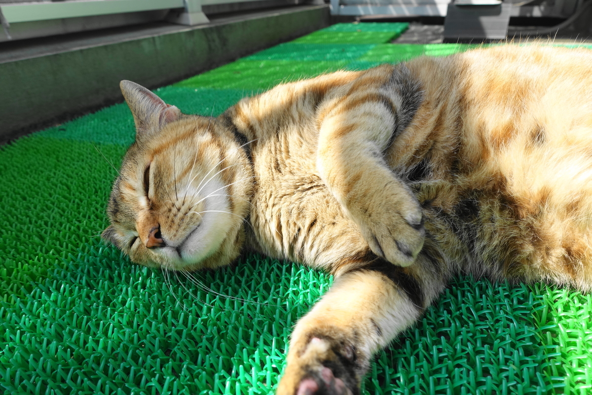 f:id:shigeo-t:20210406092851j:plain