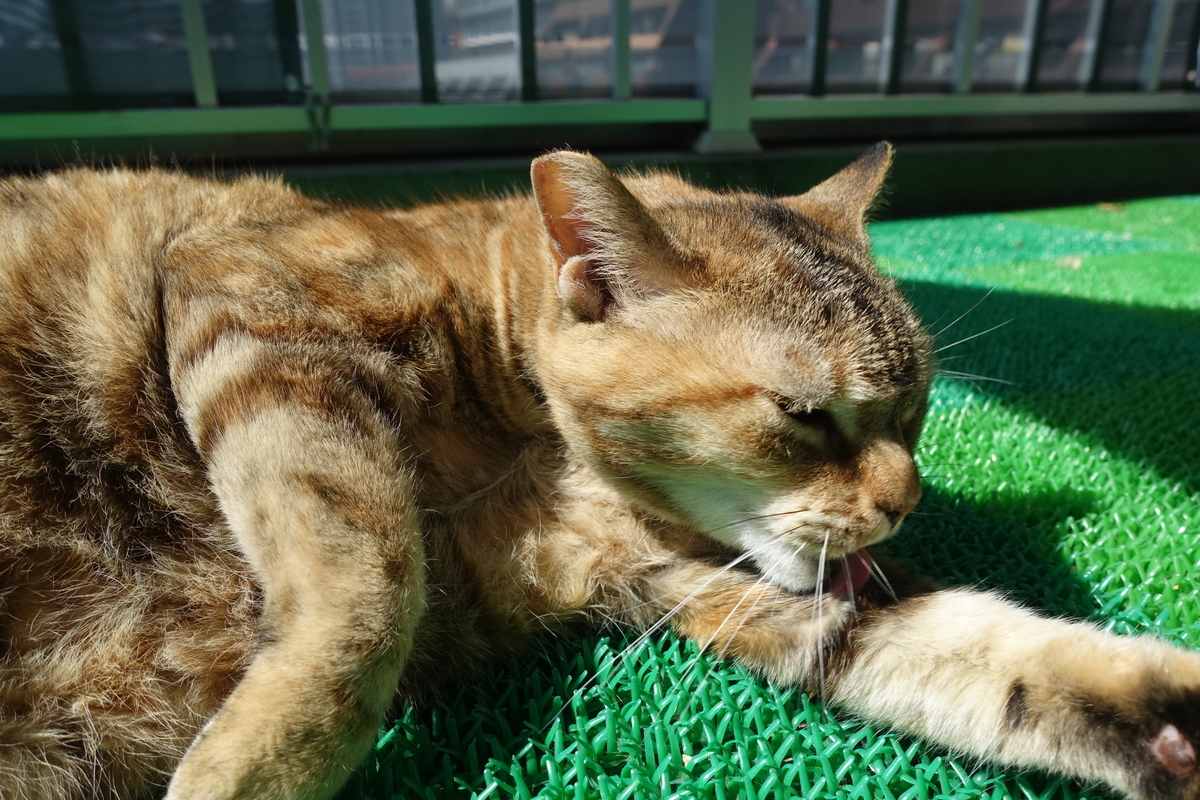 f:id:shigeo-t:20210406093242j:plain