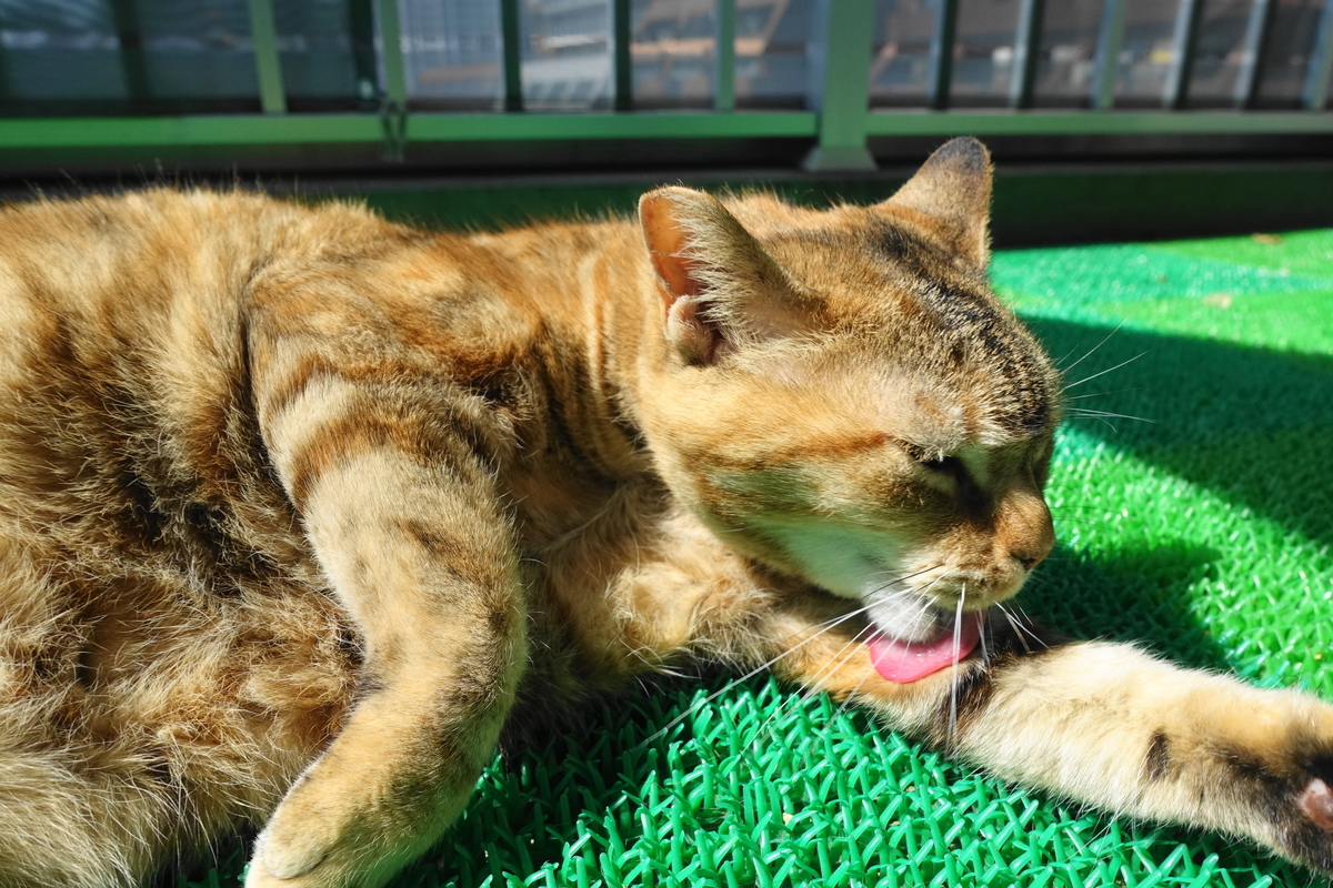 f:id:shigeo-t:20210406093307j:plain