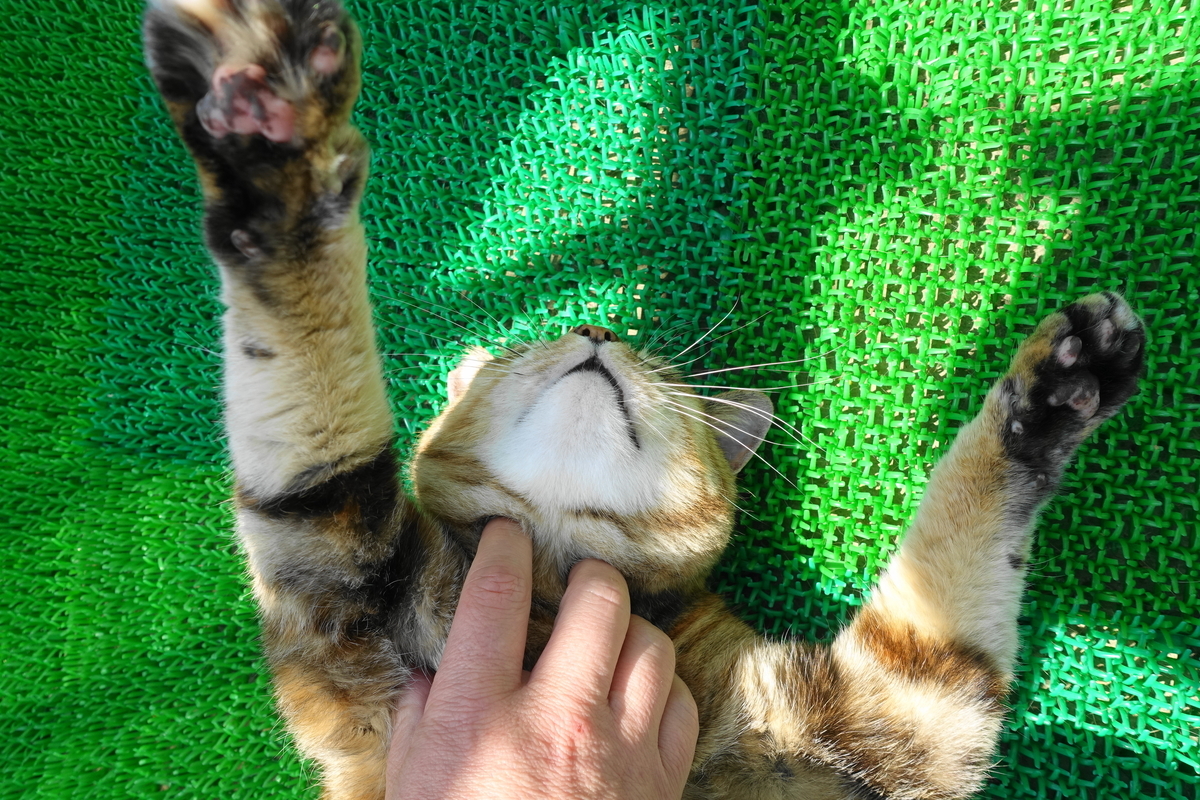 f:id:shigeo-t:20210406093449j:plain