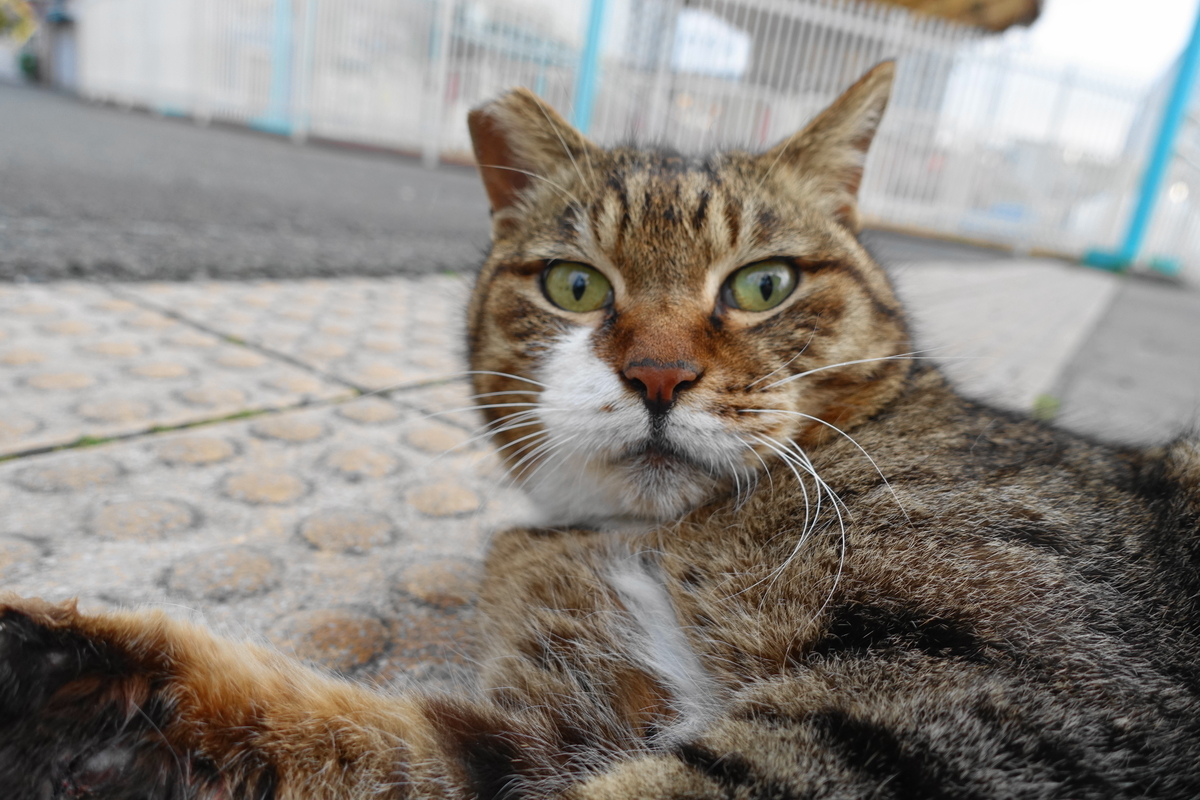 f:id:shigeo-t:20210409094602j:plain