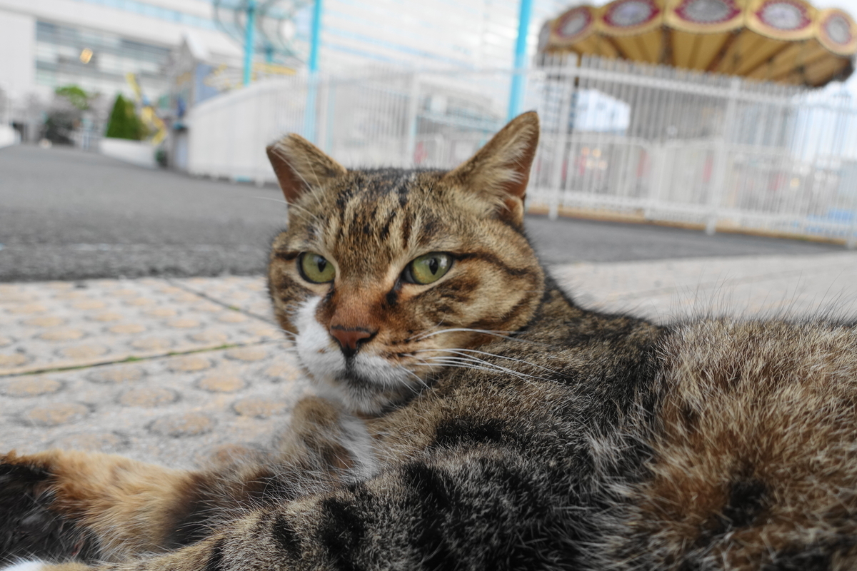 f:id:shigeo-t:20210409094620j:plain