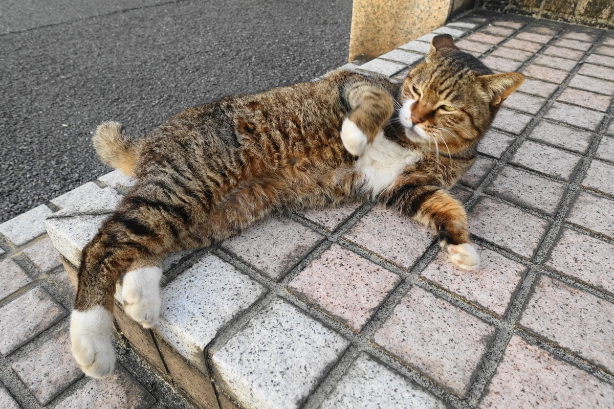 f:id:shigeo-t:20210409095154j:plain