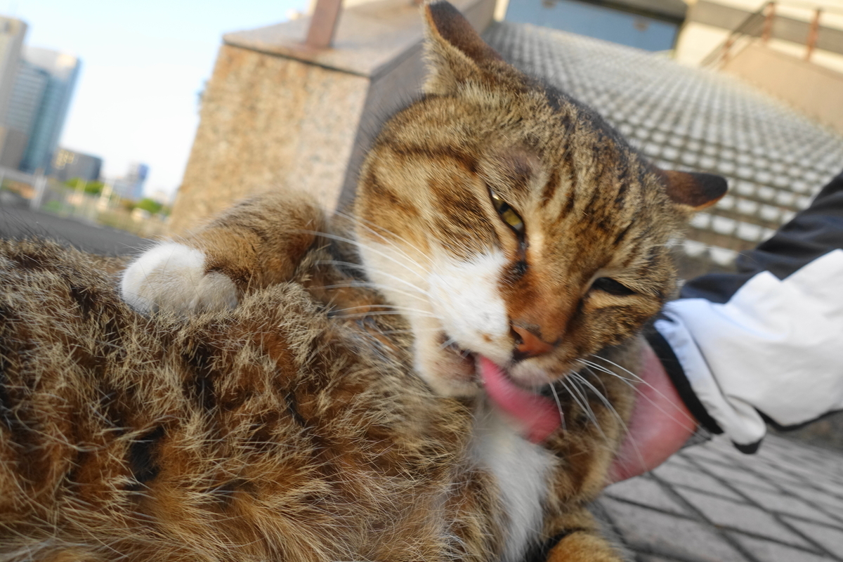 f:id:shigeo-t:20210409095205j:plain