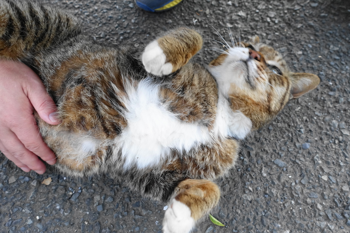 f:id:shigeo-t:20210409095523j:plain