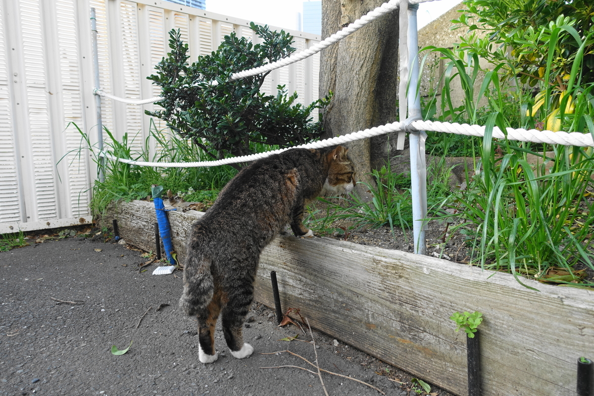 f:id:shigeo-t:20210409095620j:plain