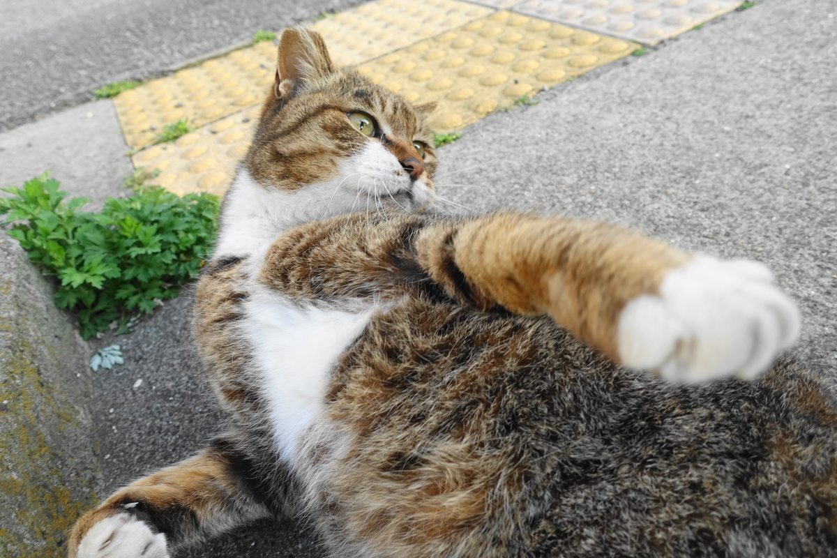 f:id:shigeo-t:20210409095700j:plain