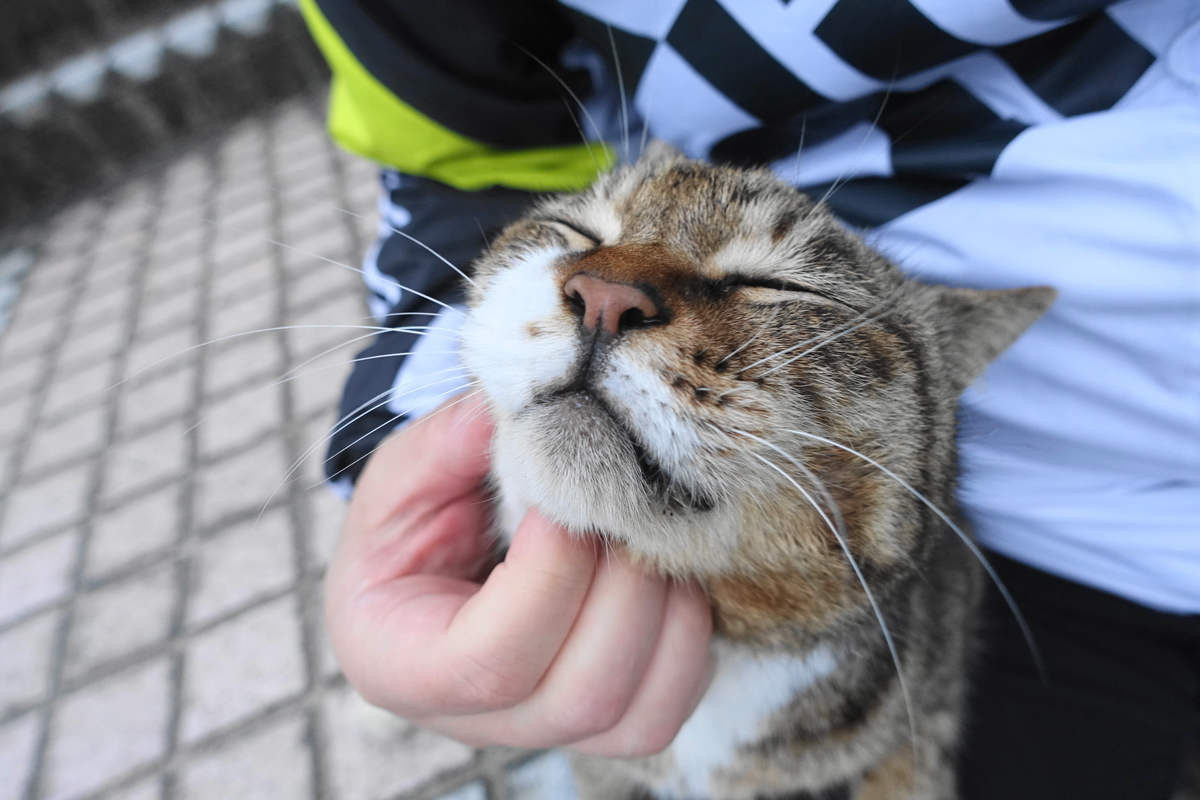 f:id:shigeo-t:20210409100432j:plain