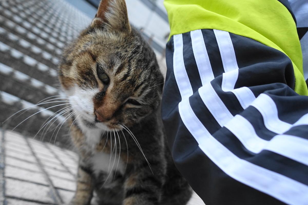 f:id:shigeo-t:20210409100458j:plain