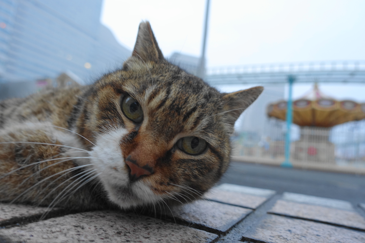 f:id:shigeo-t:20210411094943j:plain