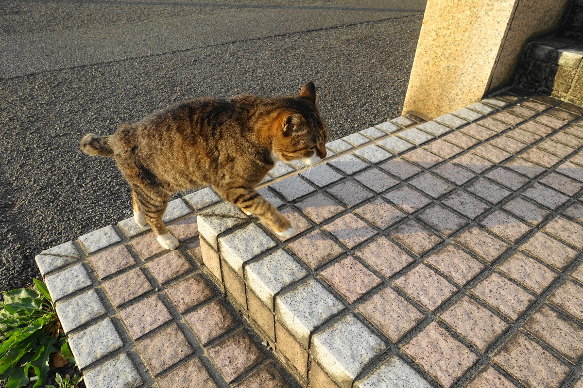 f:id:shigeo-t:20210411100513j:plain