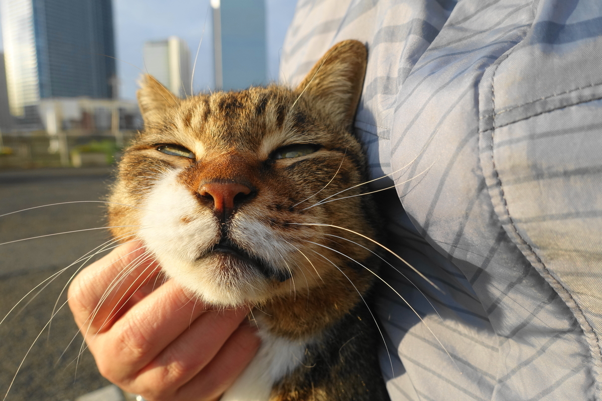 f:id:shigeo-t:20210411100545j:plain