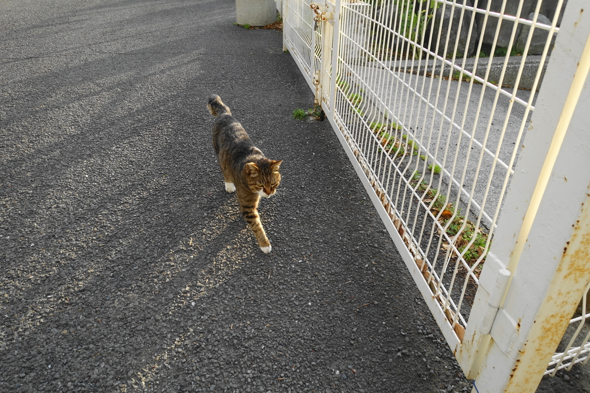 f:id:shigeo-t:20210411100936j:plain