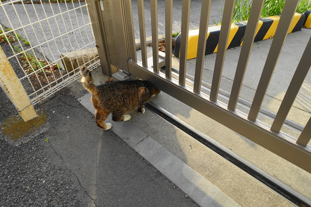 f:id:shigeo-t:20210411101014j:plain