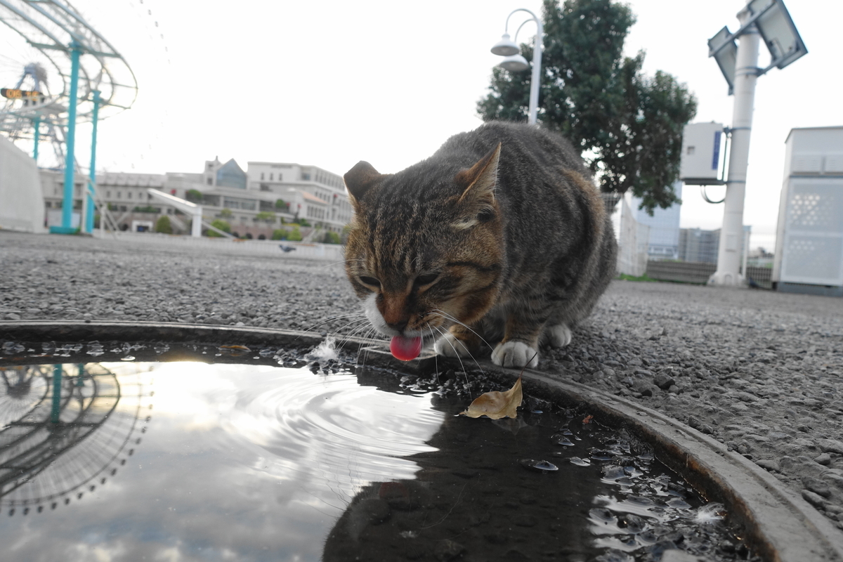 f:id:shigeo-t:20210411101735j:plain