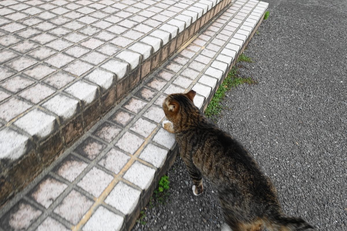 f:id:shigeo-t:20210411102003j:plain