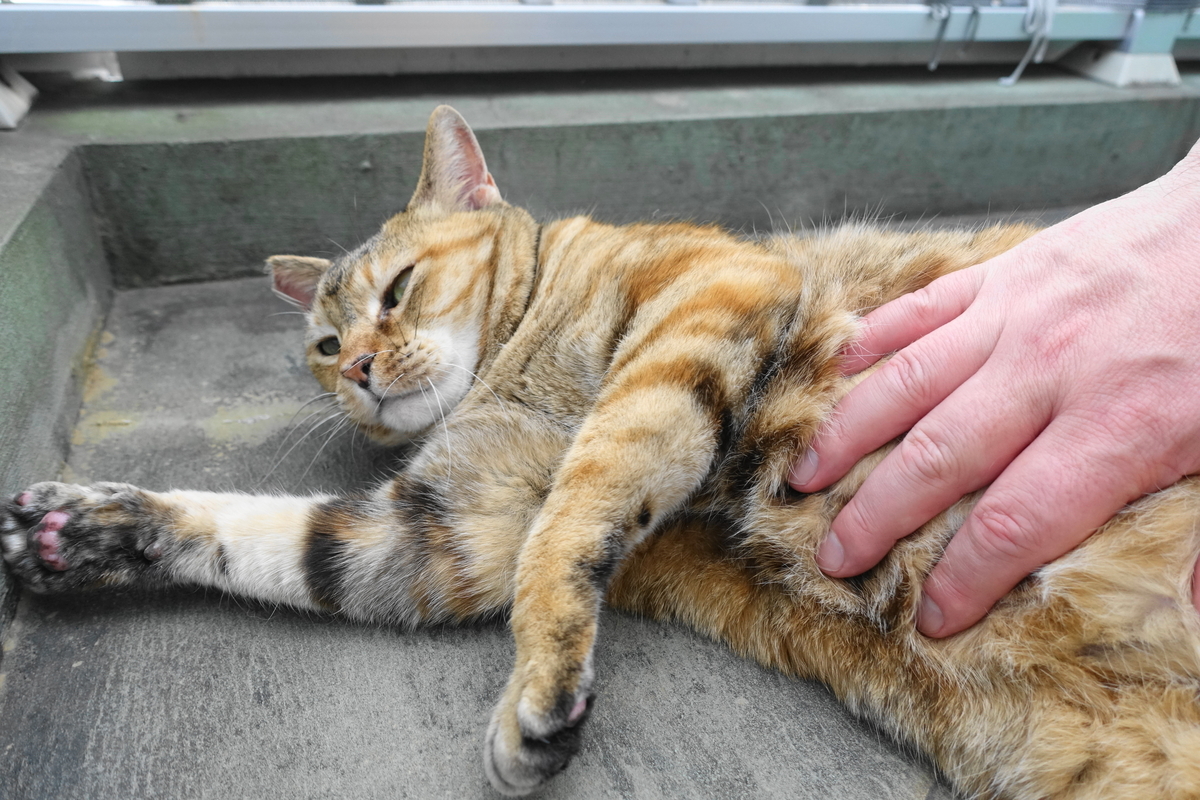 f:id:shigeo-t:20210422164844j:plain