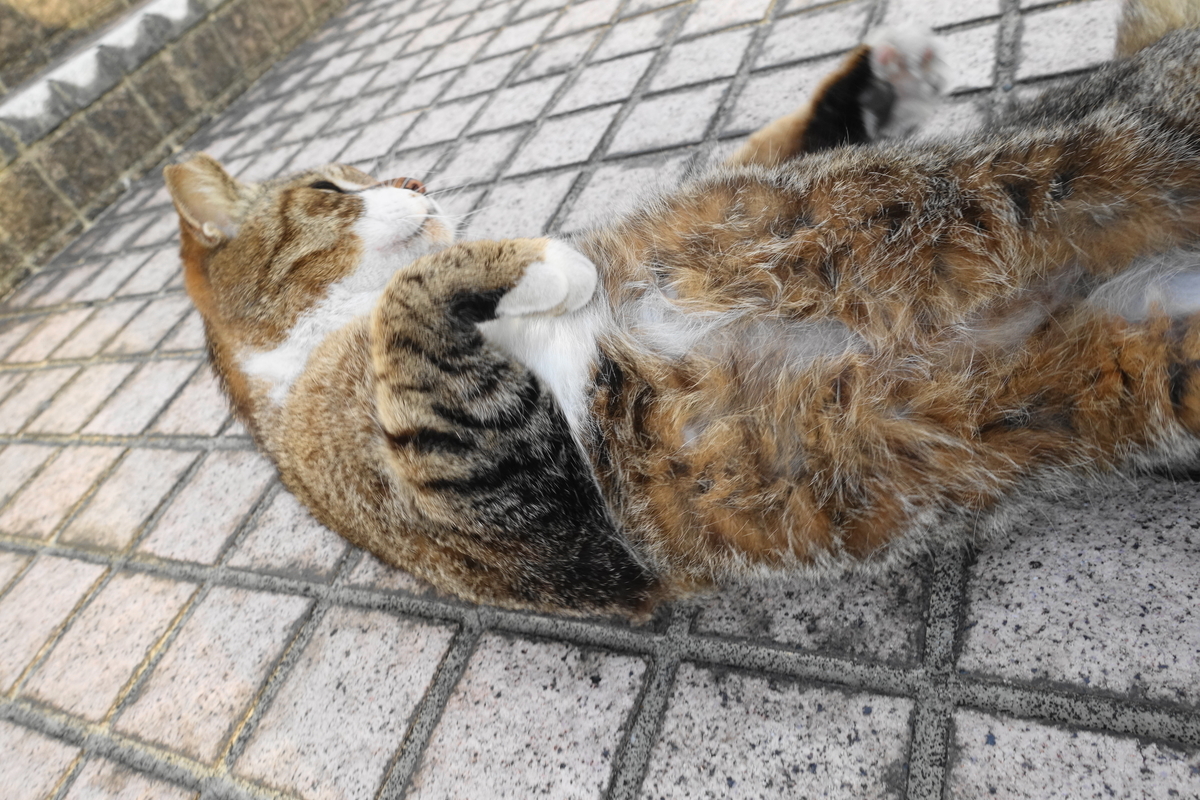 f:id:shigeo-t:20210501092759j:plain