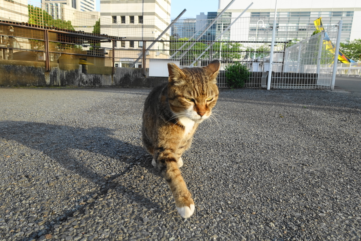 f:id:shigeo-t:20210507120152j:plain