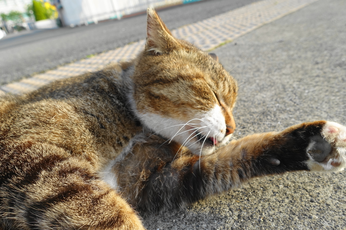 f:id:shigeo-t:20210507120428j:plain