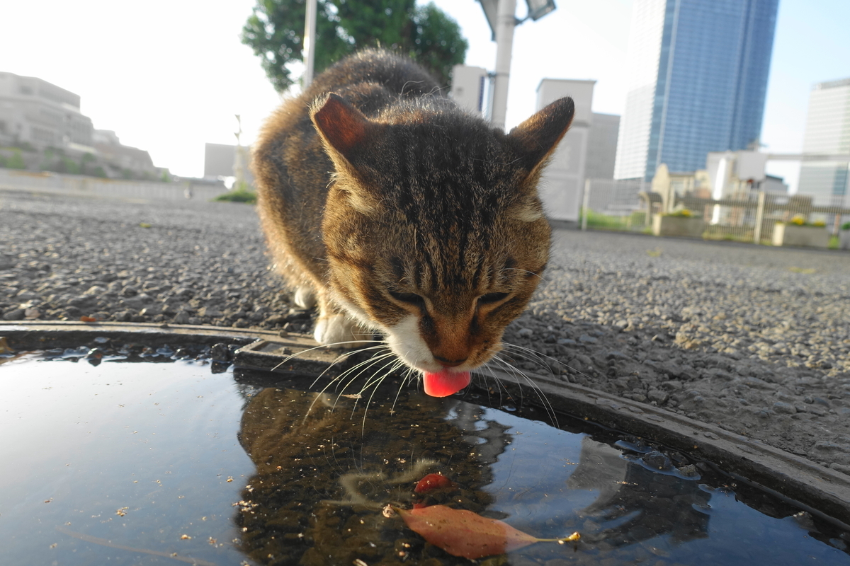 f:id:shigeo-t:20210507120540j:plain